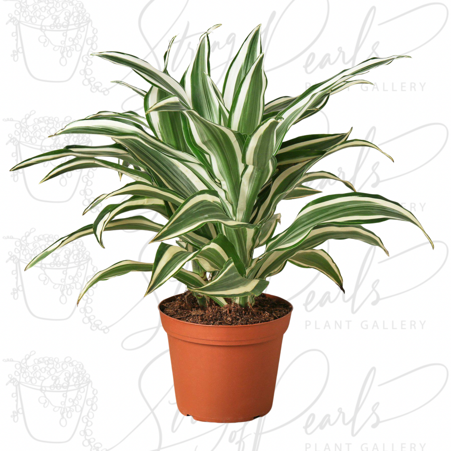 Dracaena 'Warneckii White Jewel'