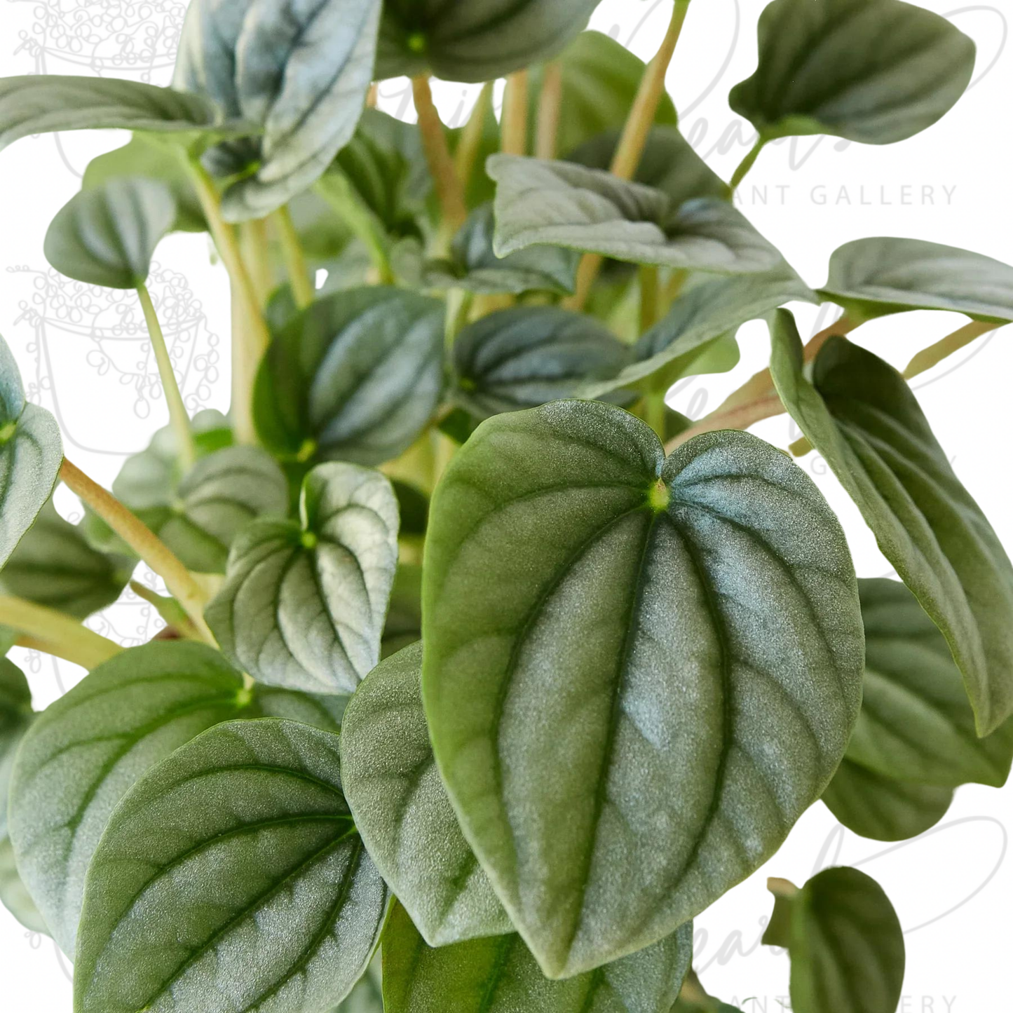 Peperomia 'Frost'