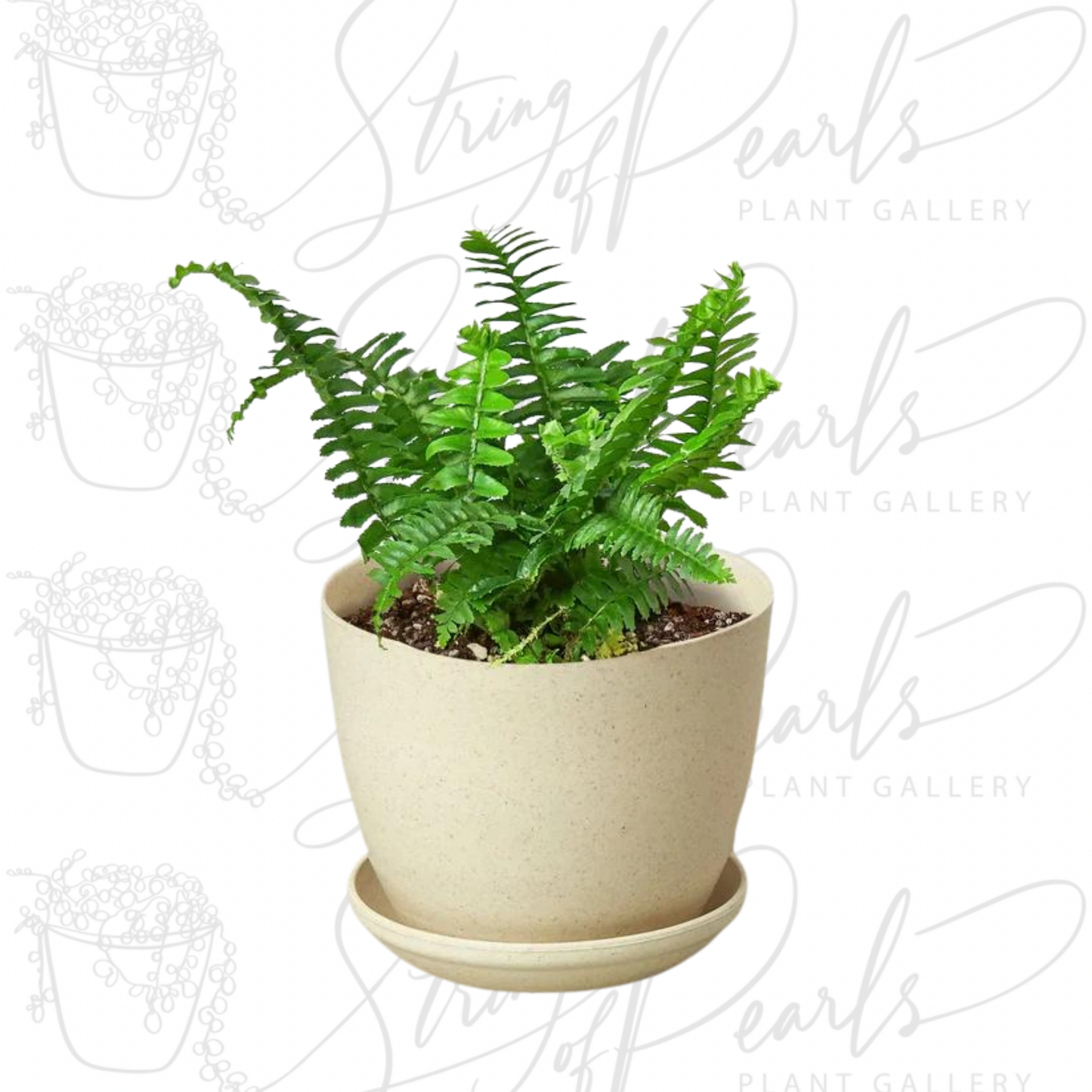 Jester's Crown Fern