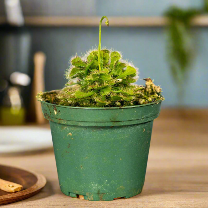 Drosera Spatulata "SunDew '