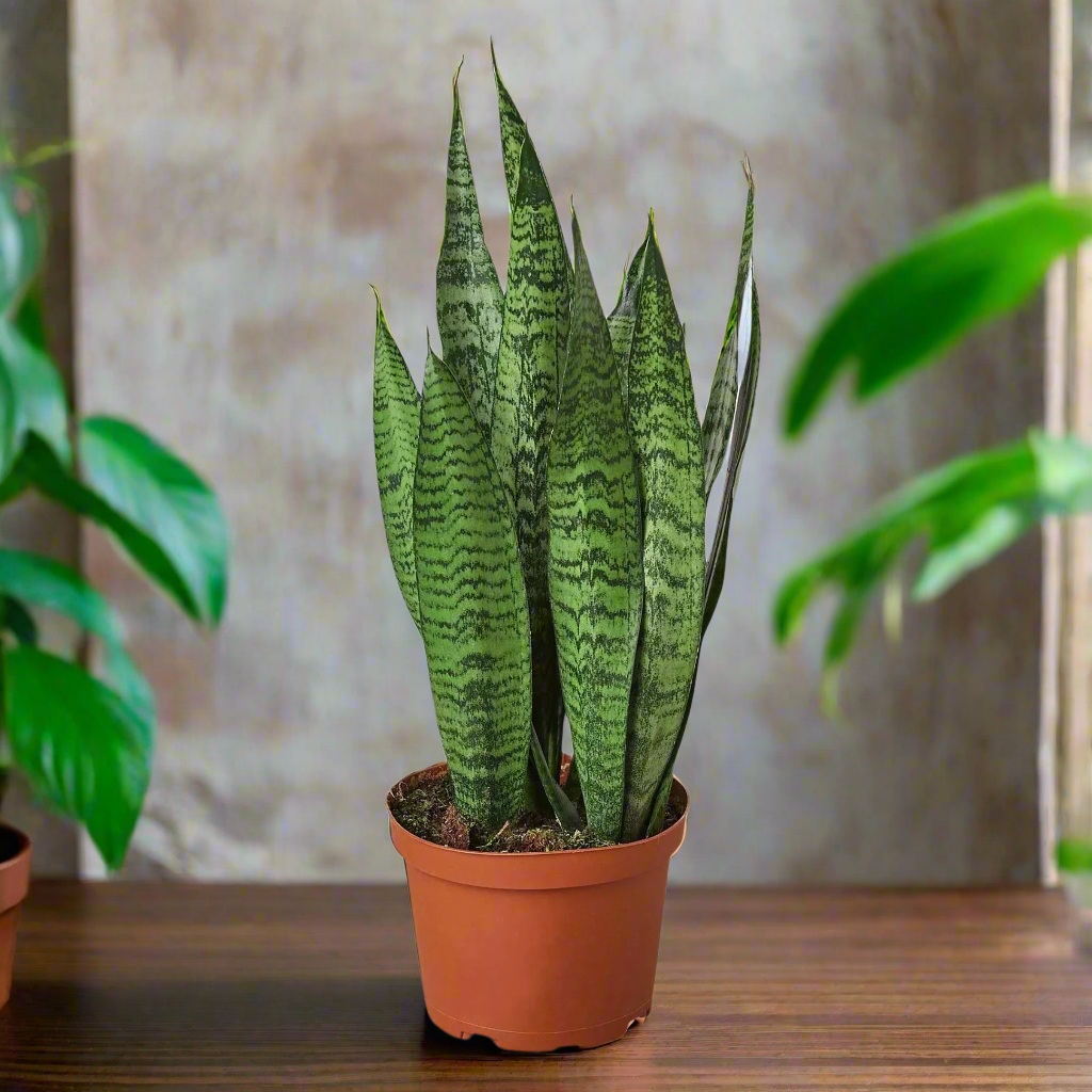 Snake Plant 'Zeylanica'