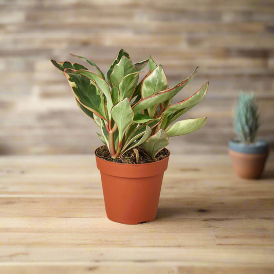 Peperomia 'Ginny'