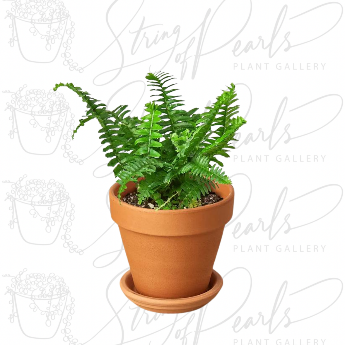 Jester's Crown Fern