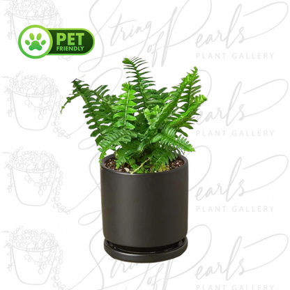 Jester's Crown Fern