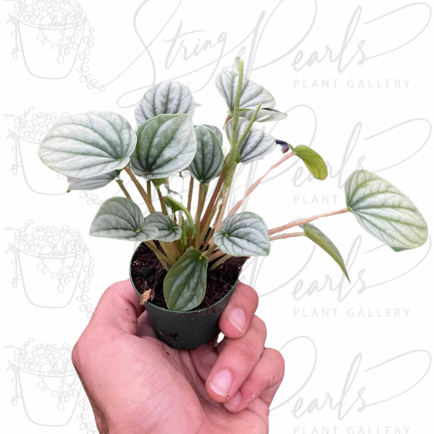 Peperomia 'Frost'