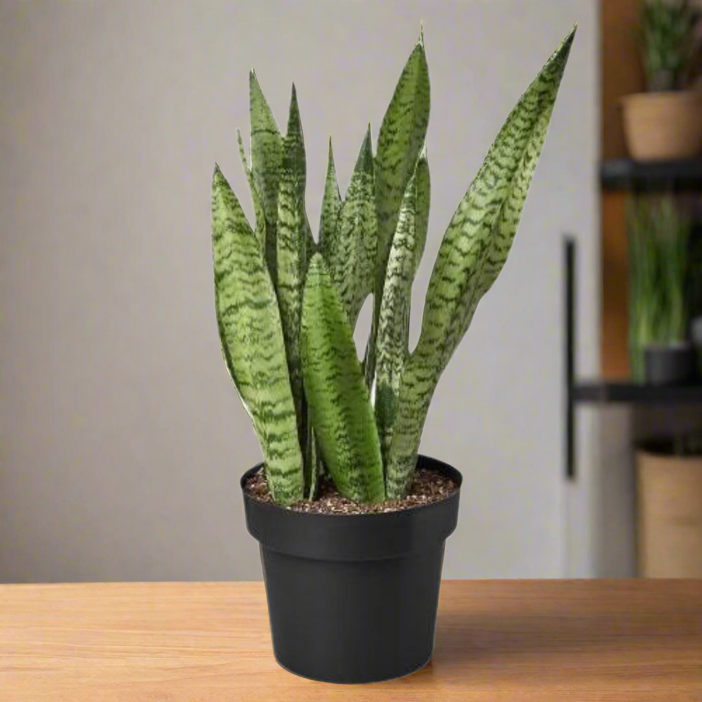 Snake Plant 'Zeylanica'