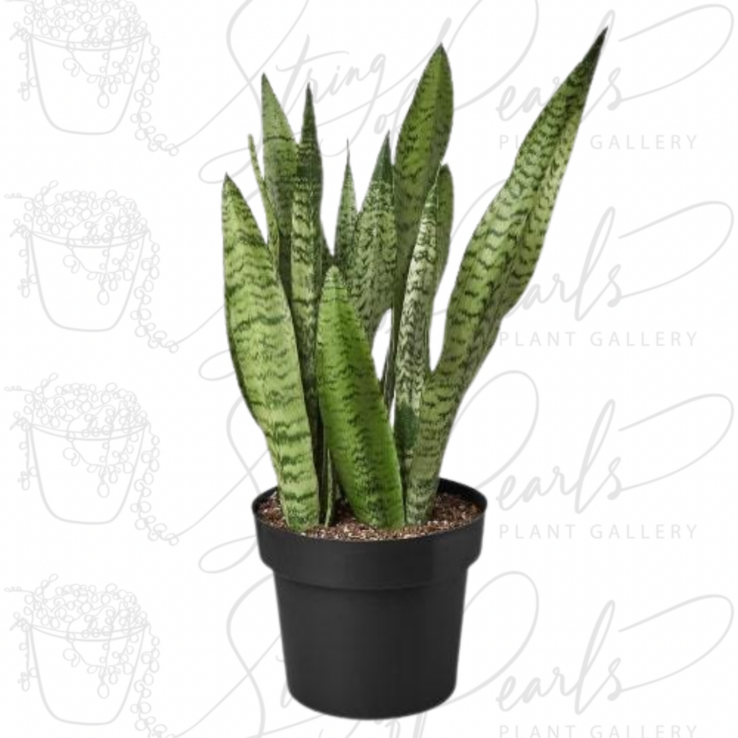 Snake Plant 'Zeylanica'