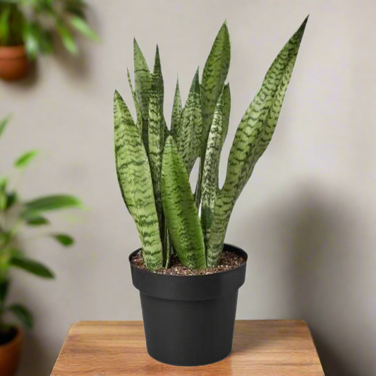 Snake Plant 'Zeylanica'