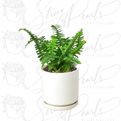 Jester's Crown Fern