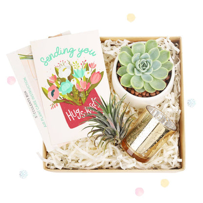 Valentine Gift Box - Succulent And Airplant