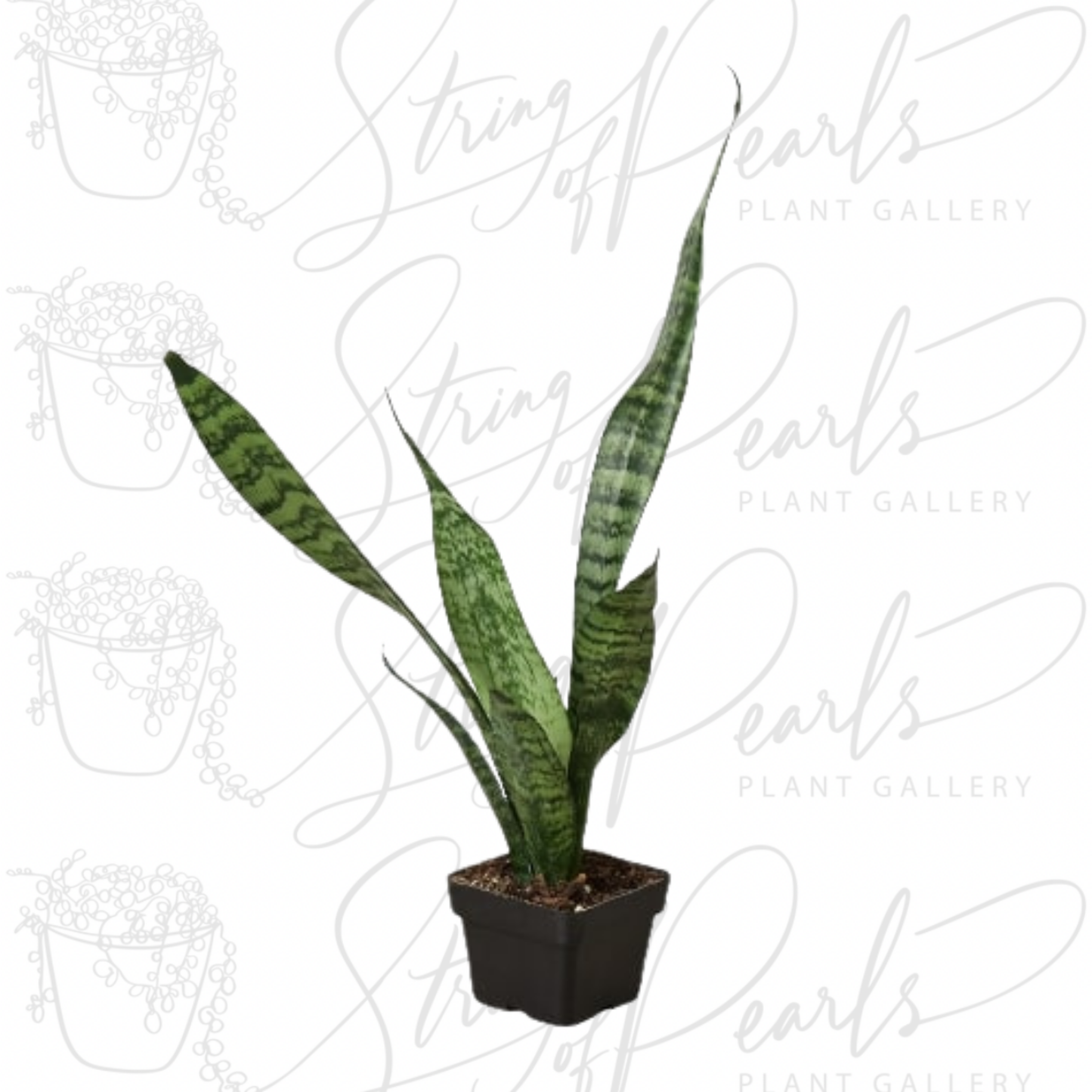 Snake Plant 'Zeylanica'