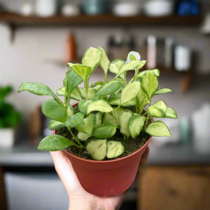 Hoya Heuschkeliana Variegated