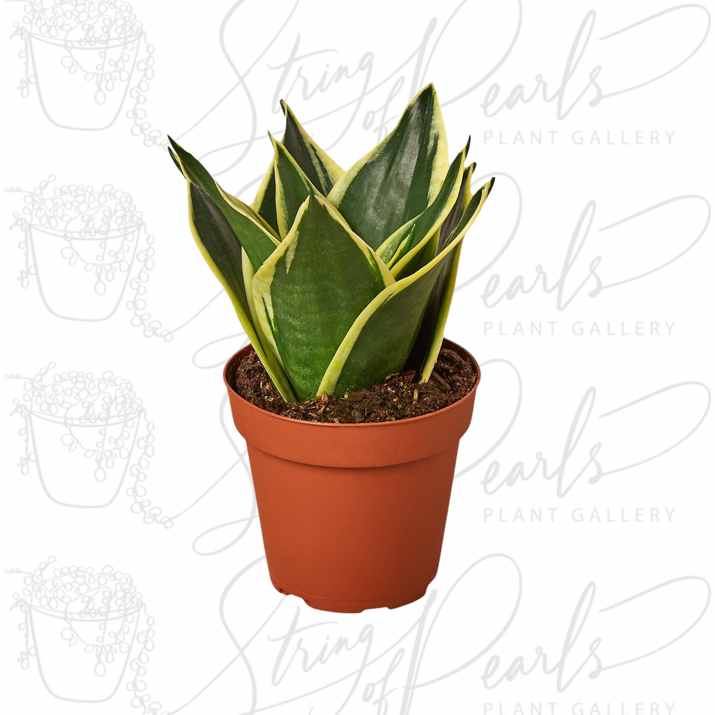 Snake Plant Black Gold