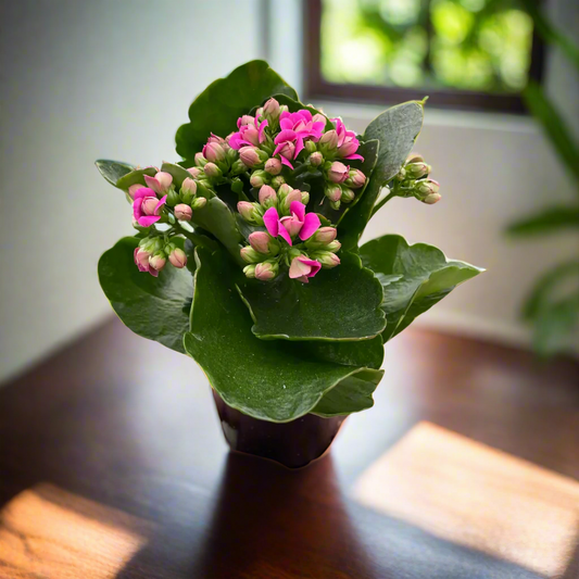 Kalanchoe 'Flaming Katy'