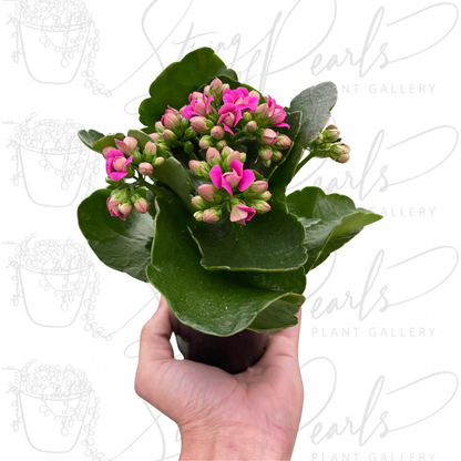 Kalanchoe