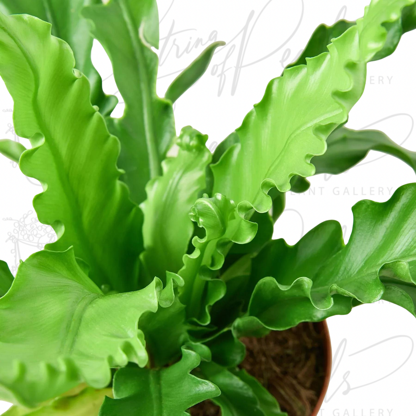 Bird’s Nest 'Victoria' Fern