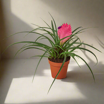 Bromeliad Cyanea 'Pink Quill'