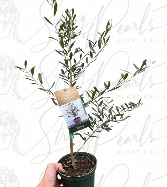 Common Olive Tree (Olea europaea)