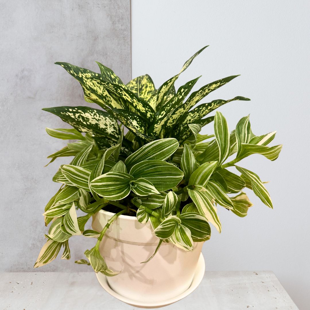 Aglaonema ‘Snow White’ & Tradescantia ‘Pistachio’ 8” Arrangement