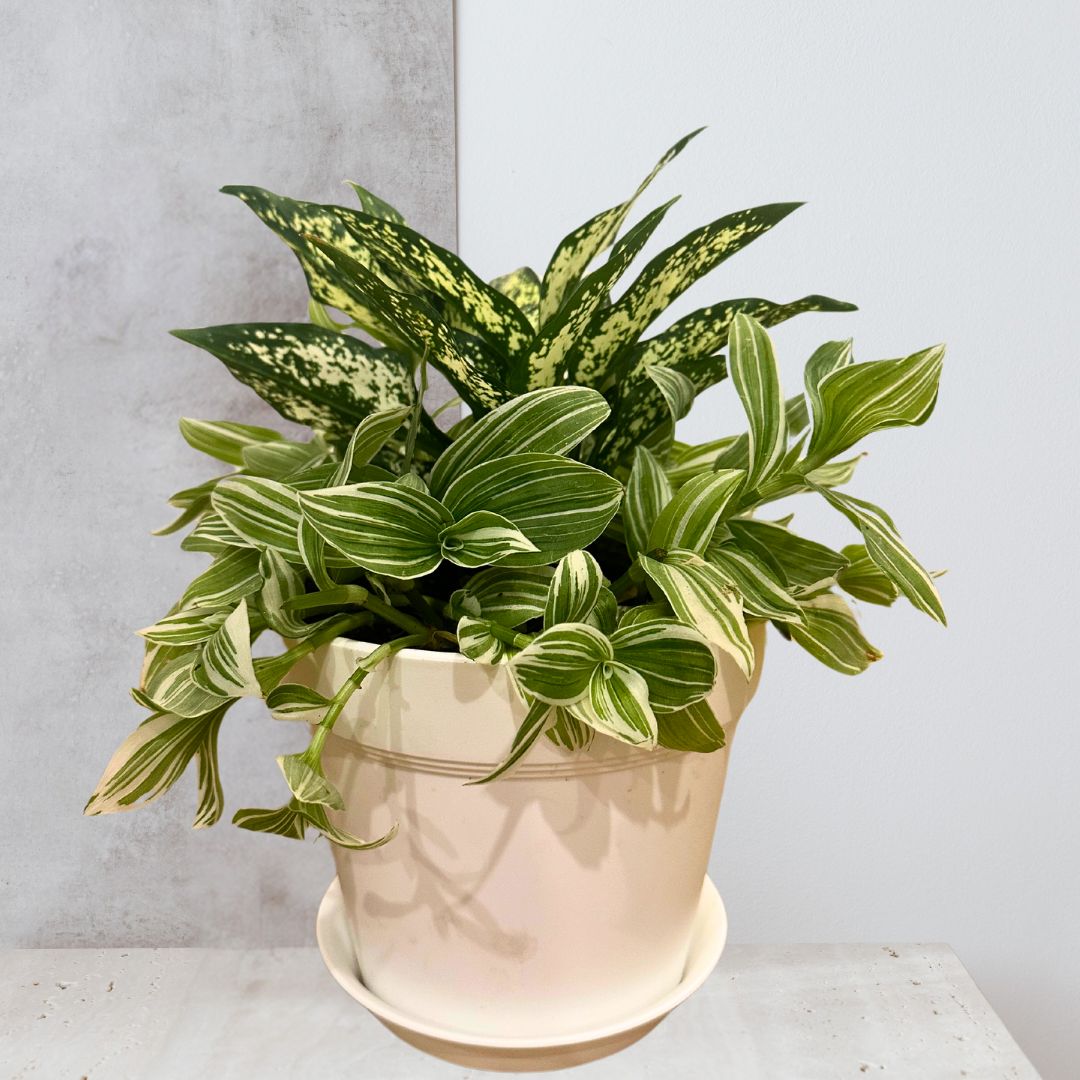 Aglaonema ‘Snow White’ & Tradescantia ‘Pistachio’ 8” Arrangement