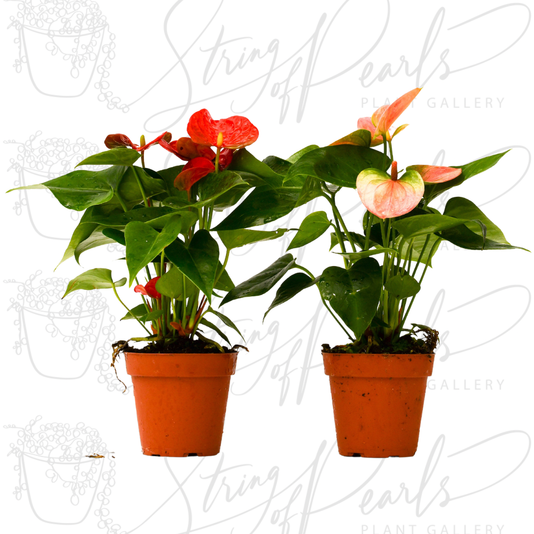 2 Anthurium Variety Pack - 4" Pots