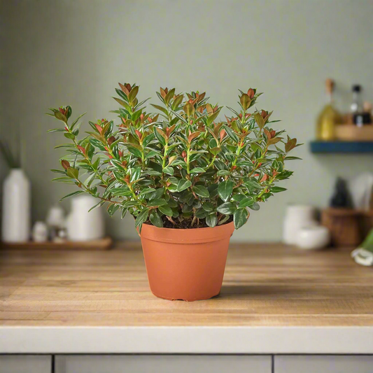 Nematanthus Black Goldfish Plant