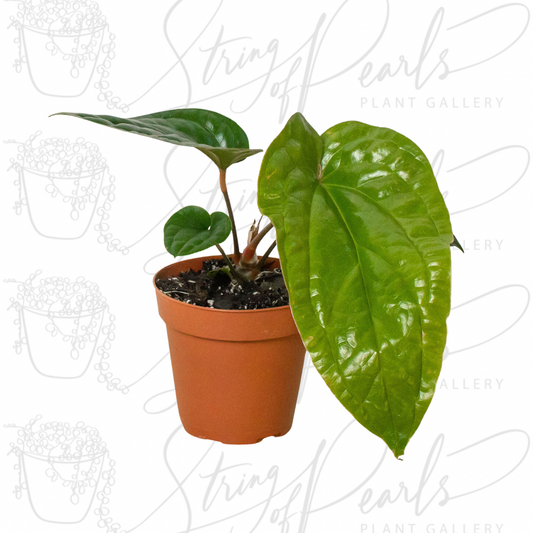 Anthurium 'Radicans x Luxurians'