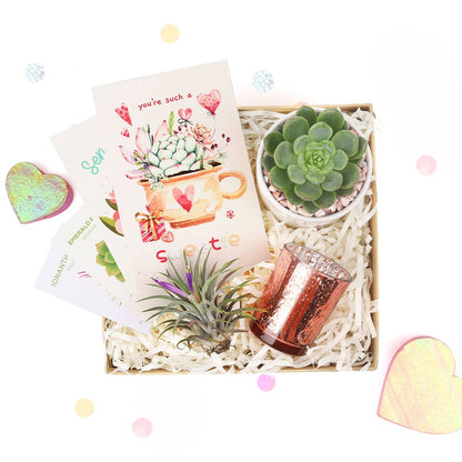 Valentine Gift Box - Succulent And Airplant