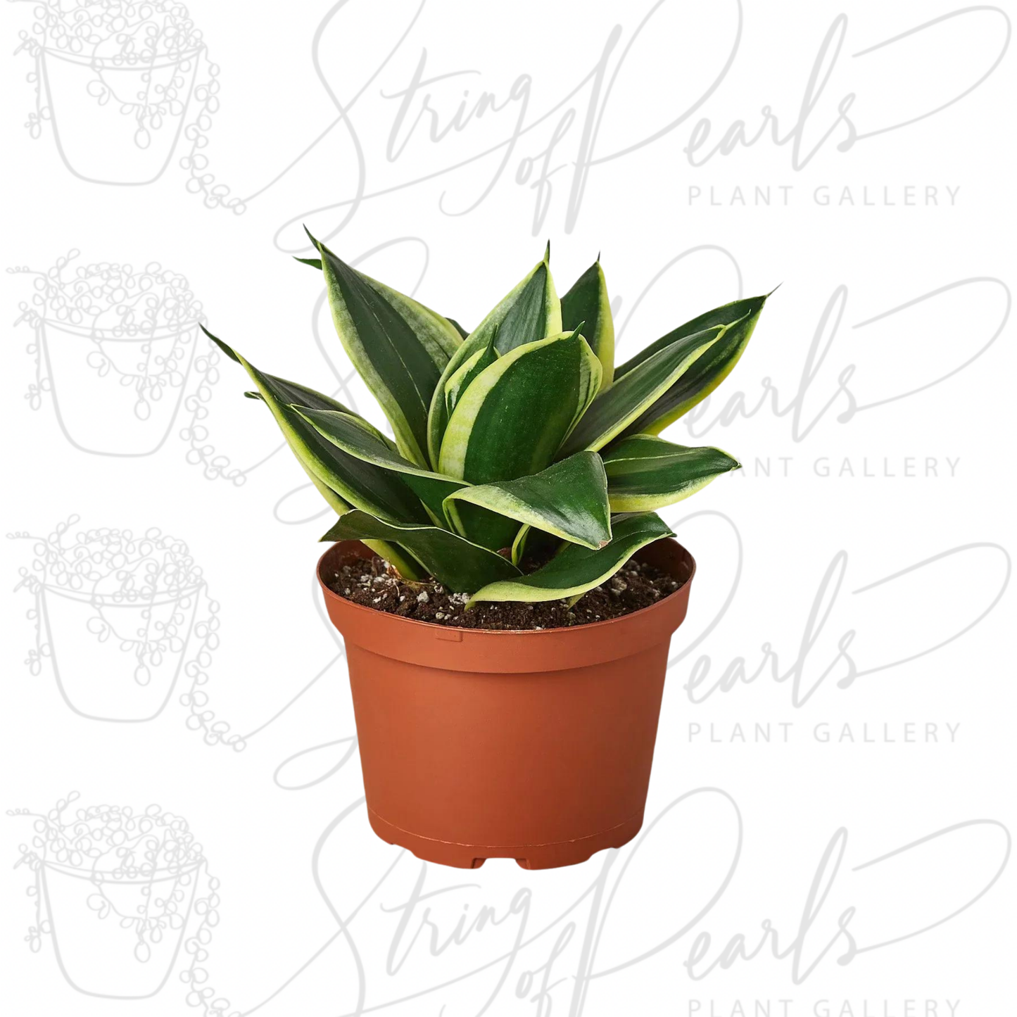 Snake Plant Black Gold