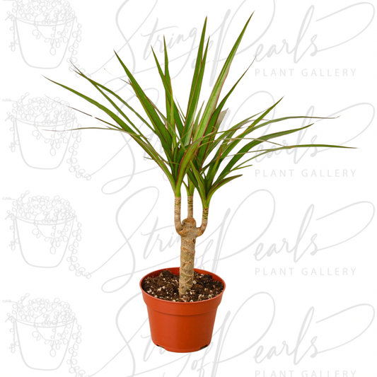 Dracaena Marginata Cane