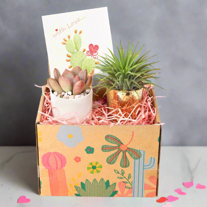 Valentine Gift Box - Succulent And Airplant