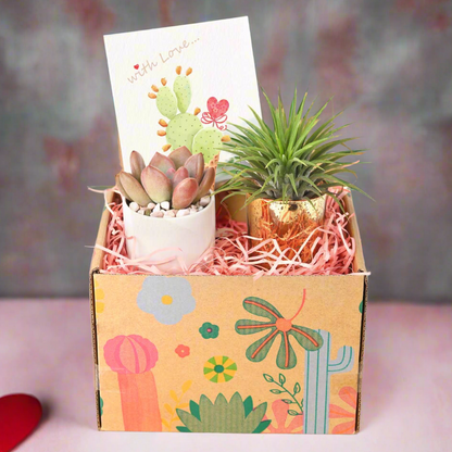 Valentine Gift Box - Succulent And Airplant