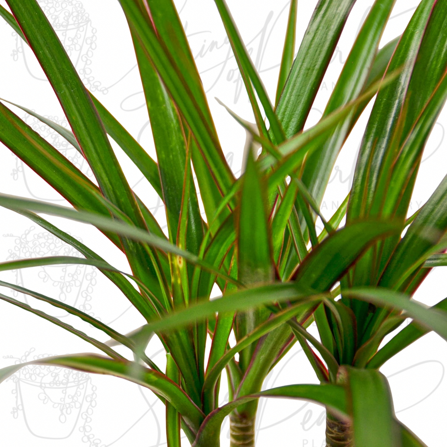 Dracaena Marginata Cane