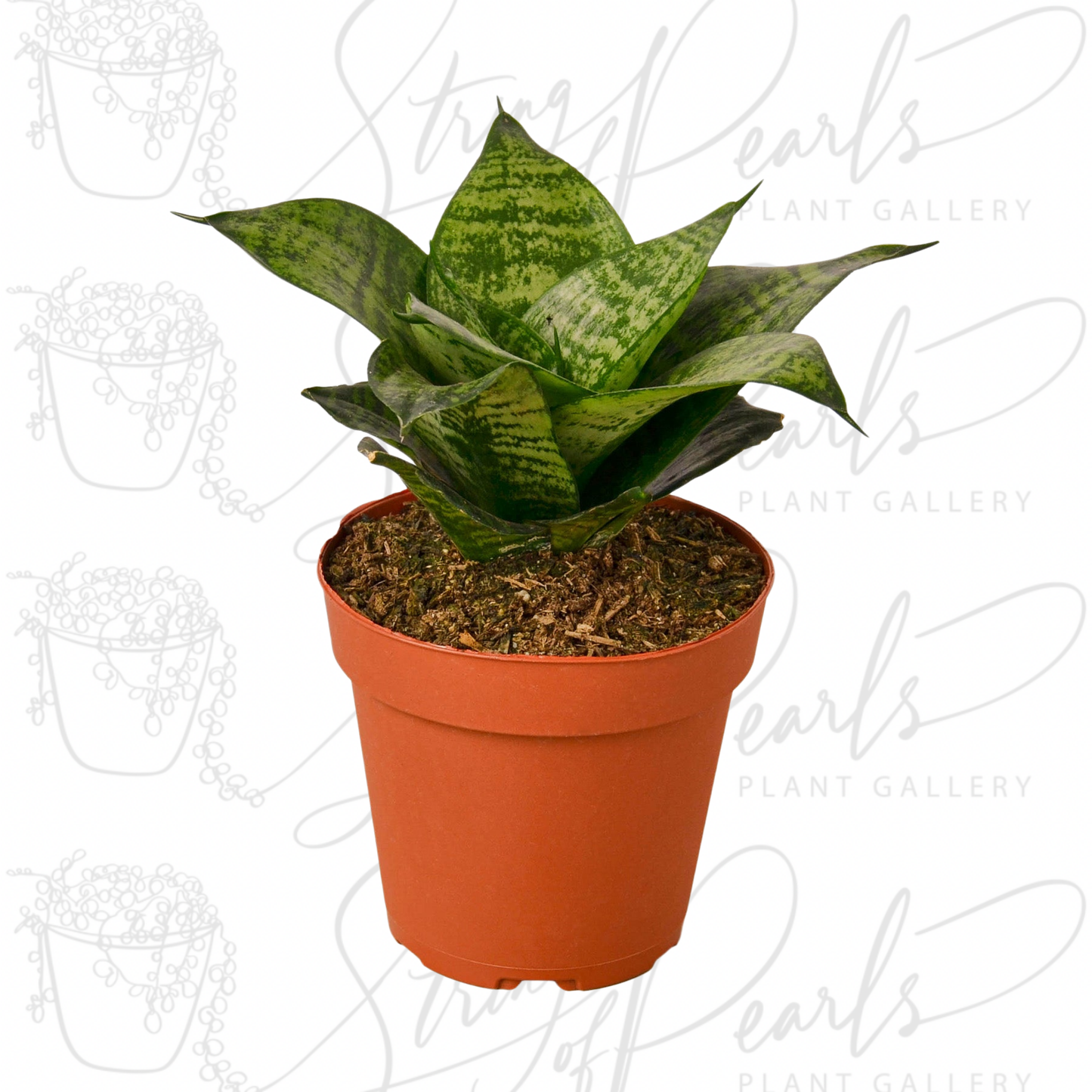 Snake Plant Black Robusta