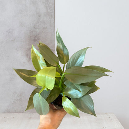 Philodendron 'Silver Sword'