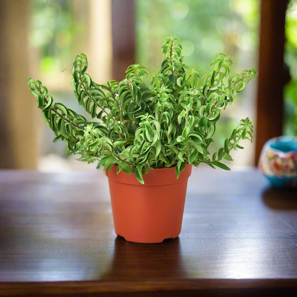 Lipstick Plant 'Curly'