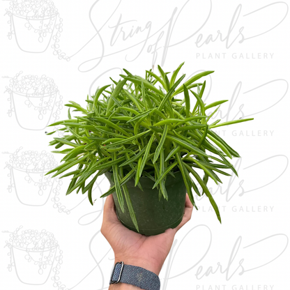 Peperomia 'Green Bean'