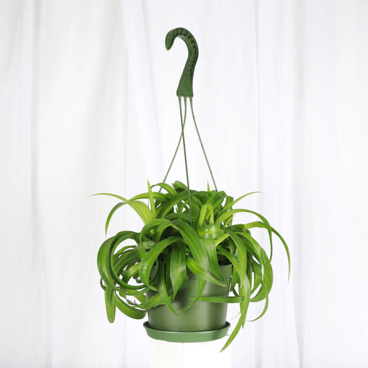 Curly Spider Plant - Hanging - 6" Live Plant