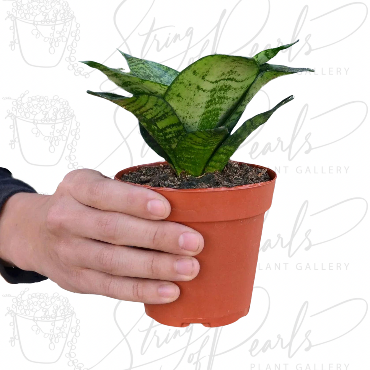 Snake Plant Black Robusta