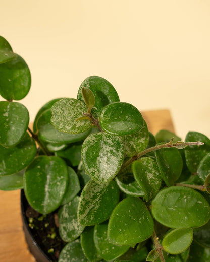 4" Hoya 'Mathilde'