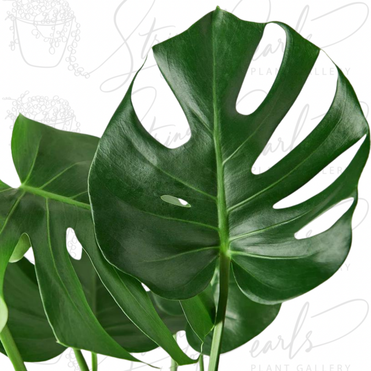 Philodendron Monstera Split-Leaf