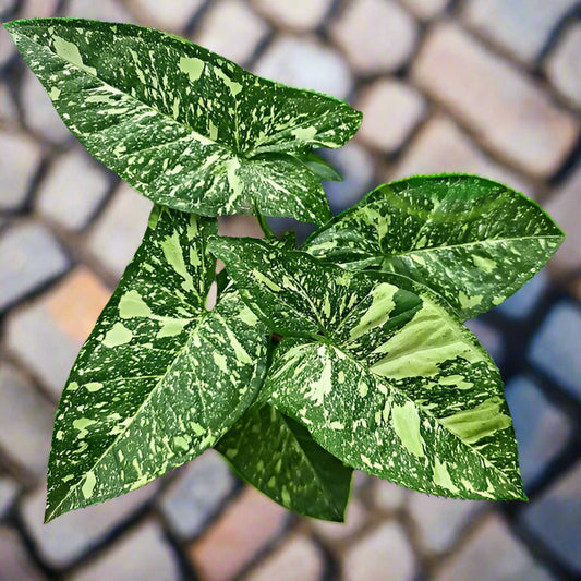 Syngonium Panda