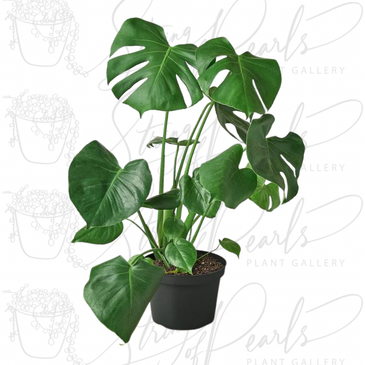 Philodendron Monstera Split-Leaf