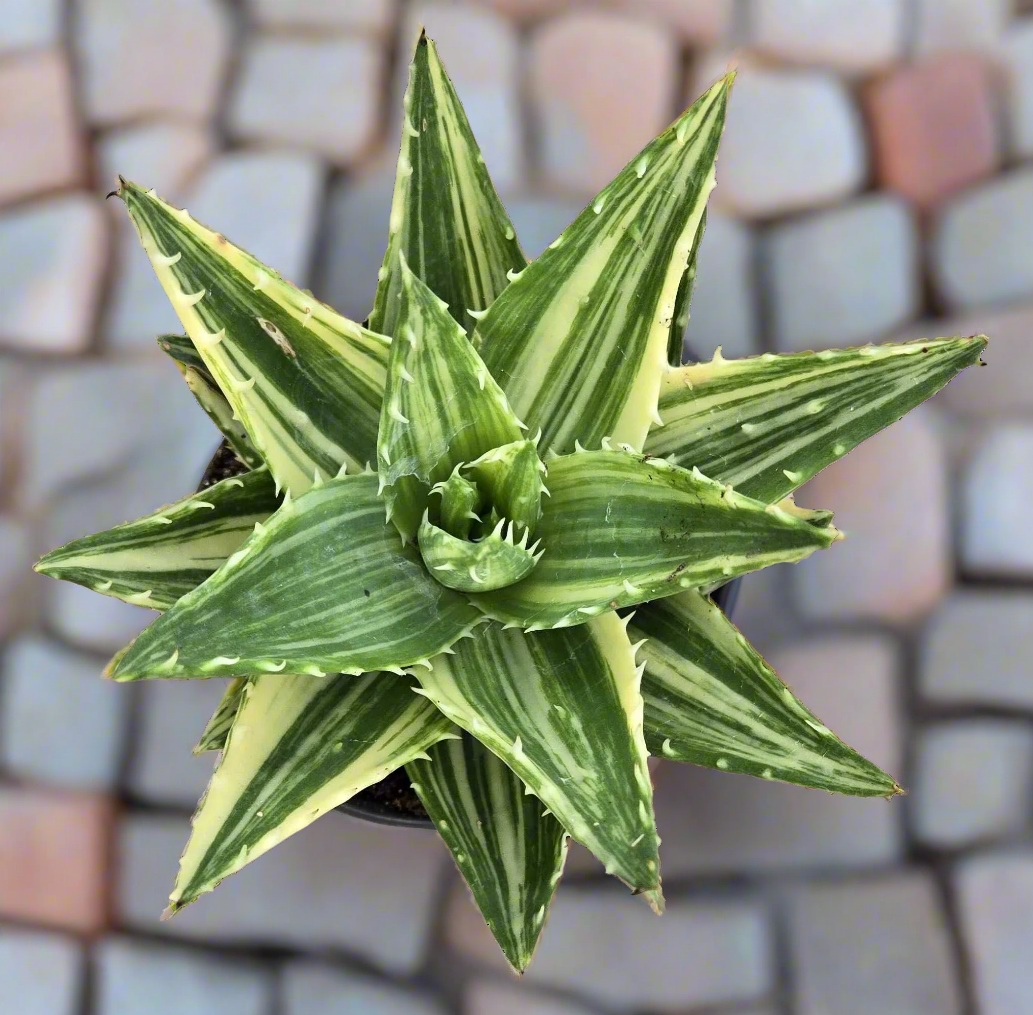 Aloe Nobilis Variegata 'Golden Tiger Tooth'