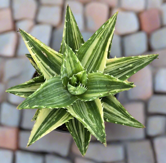 Aloe Nobilis Variegata 'Golden Tiger Tooth'