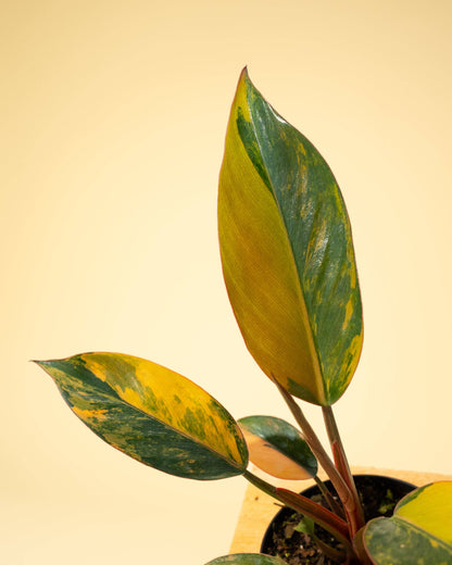 Variegated Philodendron Red Congo 'Red Hot'