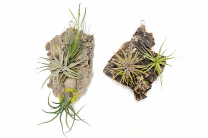 Fully Assembled Air Plant Cork Bark Displays- Multiple Sizes