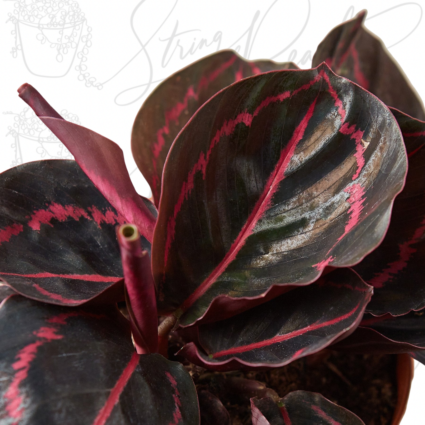 Calathea 'Dottie'