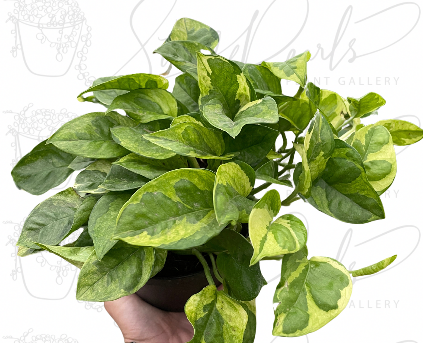 Pothos 'Lemon Meringue'