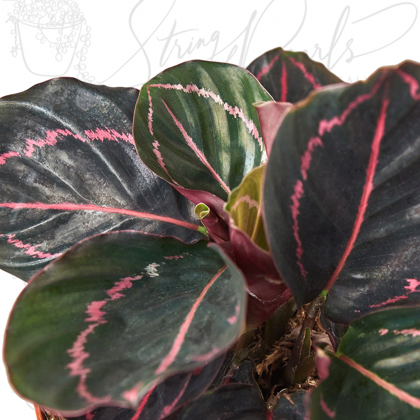 Calathea 'Dottie'